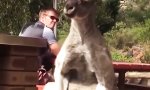 Lustiges Video : Känguru sucht nicht nach dem Baby im Beutel