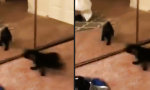 Funny Video : Der Welpe und der Spiegel