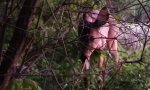 Lustiges Video : Begegnung mit den Truthahn-Jägern