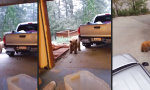 Lustiges Video : Hundefutter in der Garage...