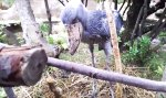 Funny Video : Schuhschnabel-Storch hat Schnupfen