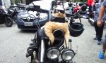 Garfield ist unter die Biker gegangen