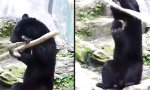 Lustiges Video : Schwarzbär mit schwarzem Gürtel