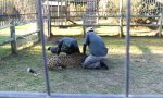 Geparden-Karussell