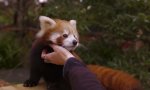 Roter Panda mag Bauchkraulen
