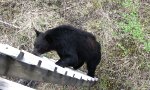 Funny Video : Bär auf dem Hochsitz