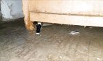 Movie : Schwarze Mamba unterm Schrank