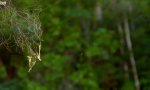 Spinne schießt 25-Meter-Netz