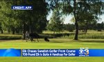 350 kg Elch jagt Golfer
