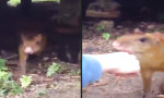 Lustiges Video : Überfreundliches Capybara
