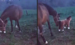 Movie : Gaul vs Plüschpferd