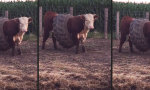 Lustiges Video : Bauchweg-Gürtel für den Stier
