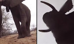Elefant klaut GoPro