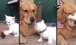 Lustiges Video : Hund will pennen, Mieze will stressen