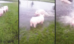 Schweinische Überschwemmungsparty