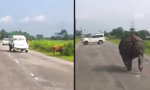 Lustiges Video : Nashorn läuft Amok