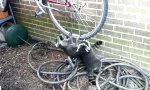 Movie : Waschbär hängt ab