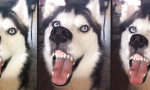 Klebt ein Husky an der Scheibe