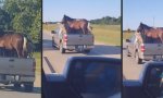 Lustiges Video : Pferdetransport in Oklahoma