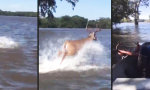 Lustiges Video : Hirsch aus den Fluten retten