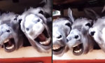Lustiges Video : 4 hungrige Esel