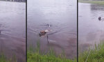 Funny Video : Lass deinen Hund nie im Flutwasser schwimmen, denn...