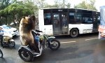 Lustiges Video : Motorrad-Bär hat neue Tricks auf Lager
