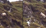 Lustiges Video - Inkompetentes Hochland-Schaf