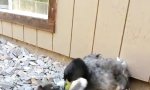Lustiges Video : Ente ringt mit Katze