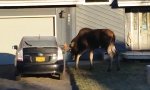 Funny Video : Elch mag keine Toyotas
