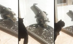 Lustiges Video : Ungebetener Besucher auf der Veranda