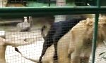 Funny Video : Was ist denn hier los?