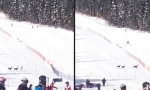 Lustiges Video - Wildwechsel auf der Skipiste