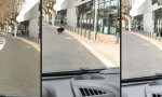 Was zum Wildschwein!?