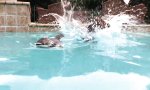 Waschbär und Hund im Pool
