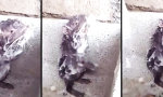 Movie : Ratte wäscht sich wie ein Mensch