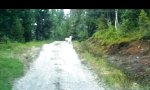 Movie : Bist du Schaf oder Wolf?