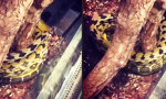 Funny Video - Ringelpiez im Terrarium