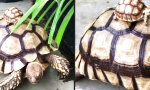 Funny Video - Baby-Schildkröte im Huckepack