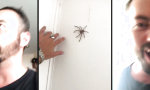 Mutprobe - Ich vs Huntsman Spider