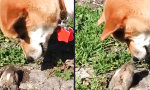 Hund trifft Erdhörnchen
