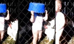 Lustiges Video - Mit Schutzvorkehrung im Hühnergehege