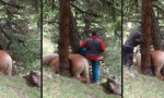 Lustiges Video : Pferd retten, was zwischen zwei Bäumen eingeklemmt ist