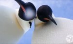 Movie : Auch Pinguine finden Selfies toll