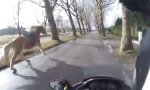 Funny Video : Pferd mit dem Motorrad einfangen