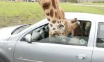 Movie : Engländer auf Safari - Das kommt dabei raus