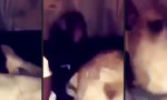 Lustiges Video - Monkey Bitchslap für die Löwin