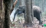Lustiges Video : Kettenraucher-Elefant