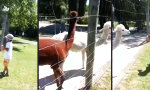 Movie : Wenn der Sohnemann Alpacas füttert