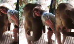 Funny Video - Selfie mit dem Elefanten